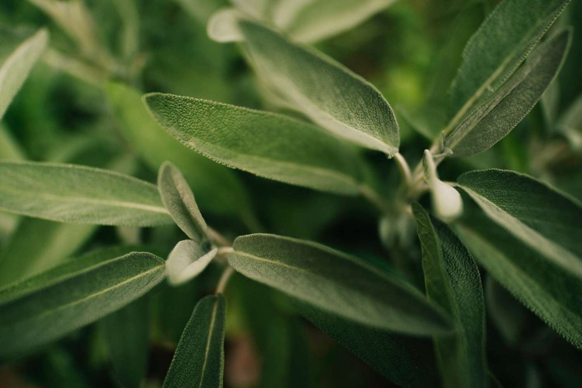 Closeup picture of green sage plant